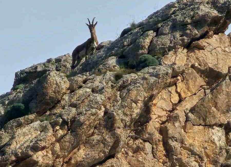 AĞRI’DA KAYALARIN USTA TIRMANICISI