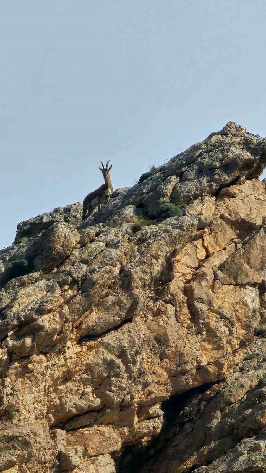 Ağrı’da kayaların usta tırmanıcısı dağ keçisi görüldü