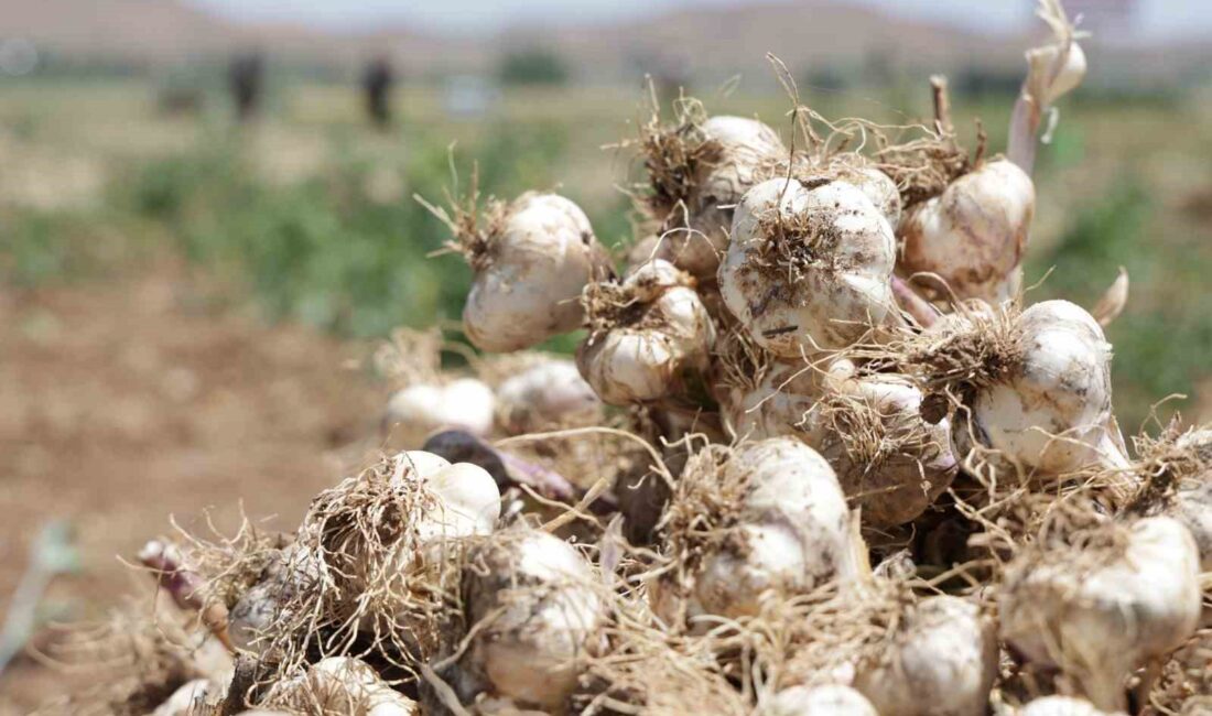 ORGANİK SARIMSAĞIN ÜRETİLDİĞİ AKSARAY'DA