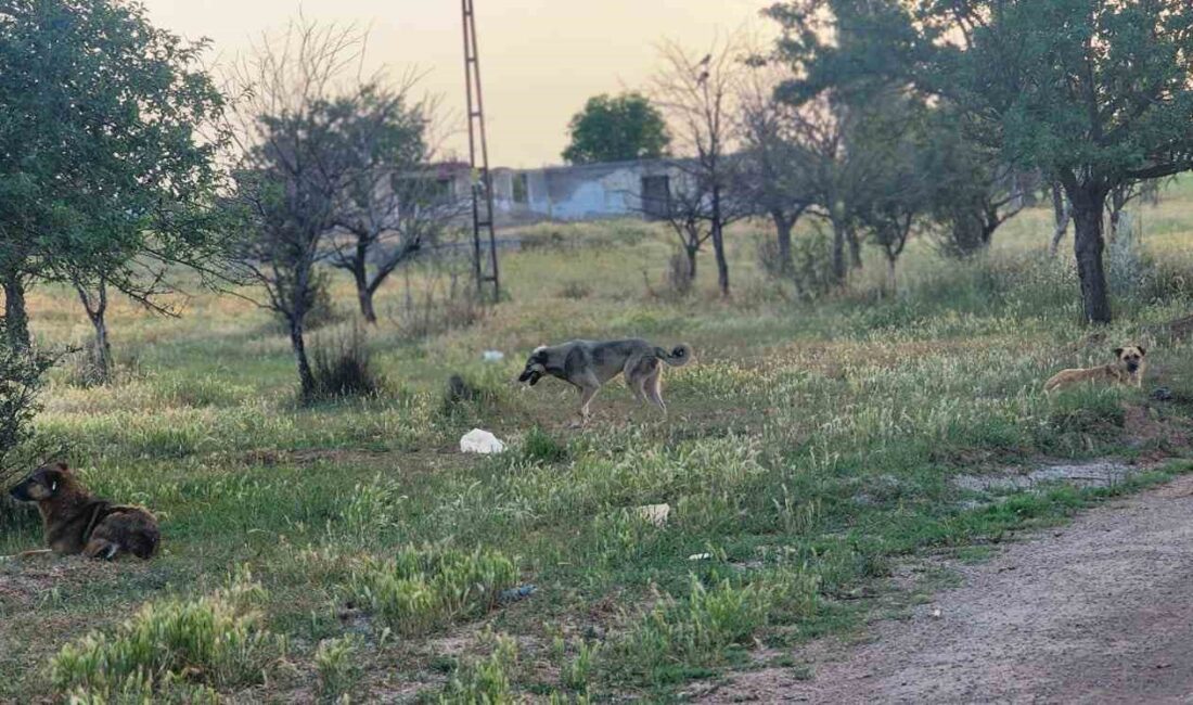 ANKARA'NIN AKYURT  İLÇESİ GÜZELHİSAR MAHALLESİ'NDE BAŞIBOŞ KÖPEKLER 4 KOYUNU