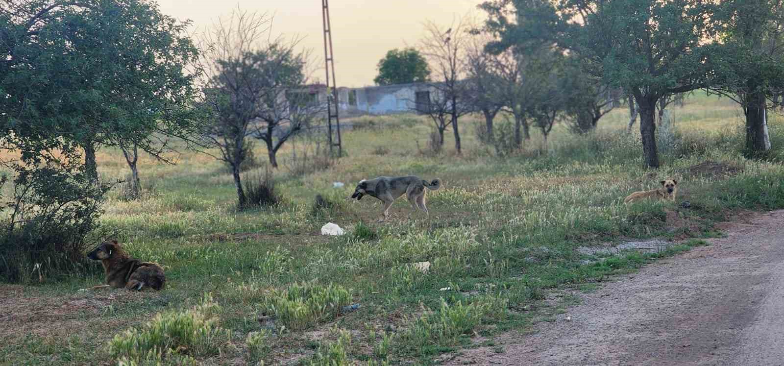 ANKARA'NIN AKYURT  İLÇESİ GÜZELHİSAR MAHALLESİ'NDE BAŞIBOŞ KÖPEKLER 4 KOYUNU