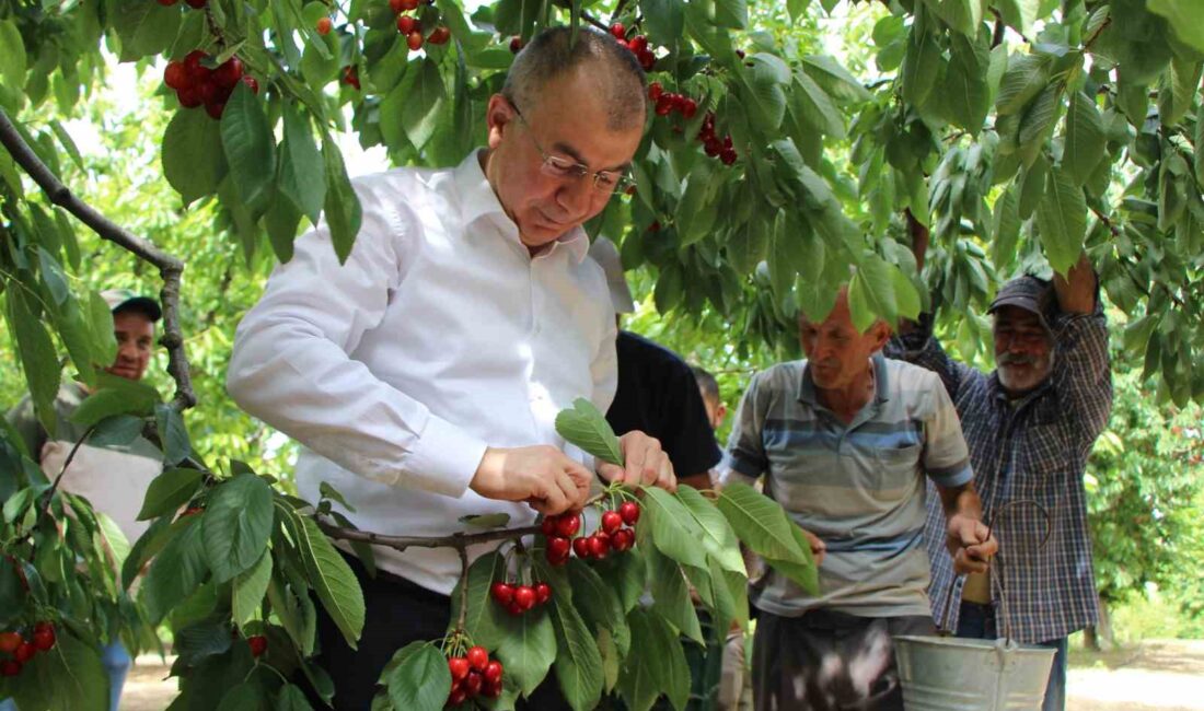 ŞEHZADELER ŞEHRİ AMASYA’DA DALLARI