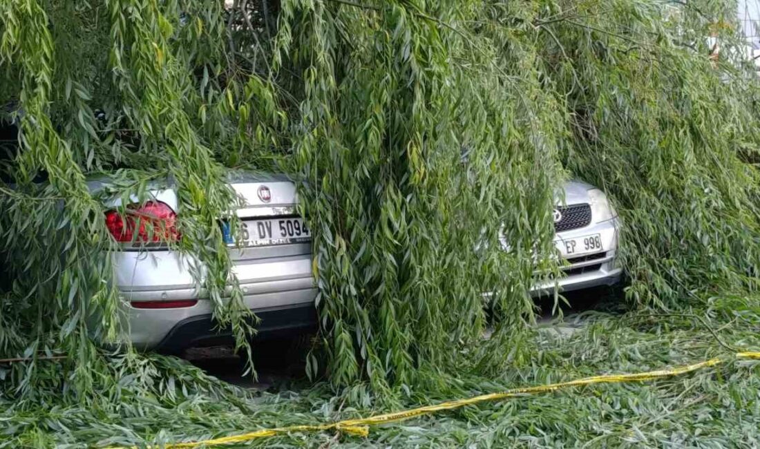 ANKARA'NIN ALTINDAĞ İLÇESİNDE BİR SÖĞÜT AĞACI, RÜZGARIN ETKİSİYLE PARK HALİNDE