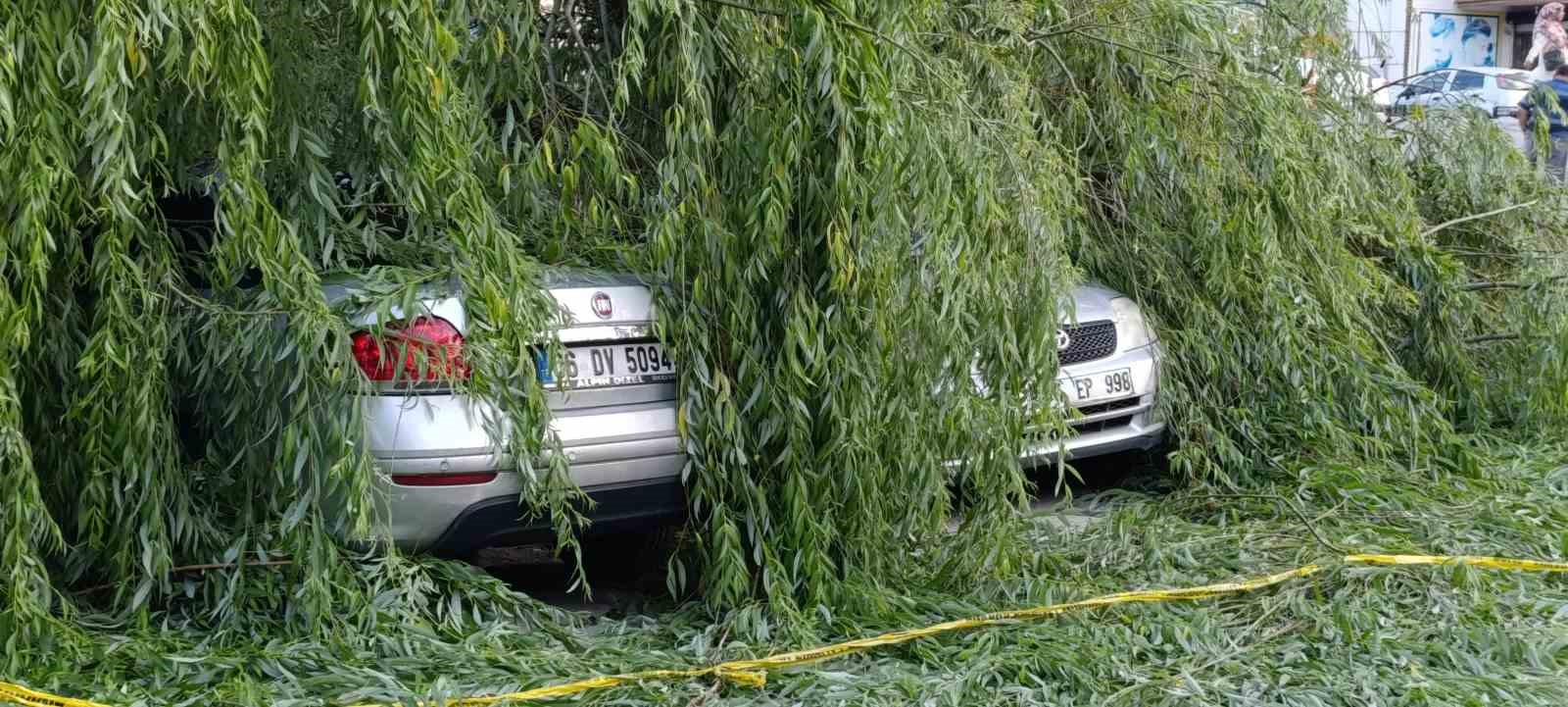 ANKARA'NIN ALTINDAĞ İLÇESİNDE BİR SÖĞÜT AĞACI, RÜZGARIN ETKİSİYLE PARK HALİNDE