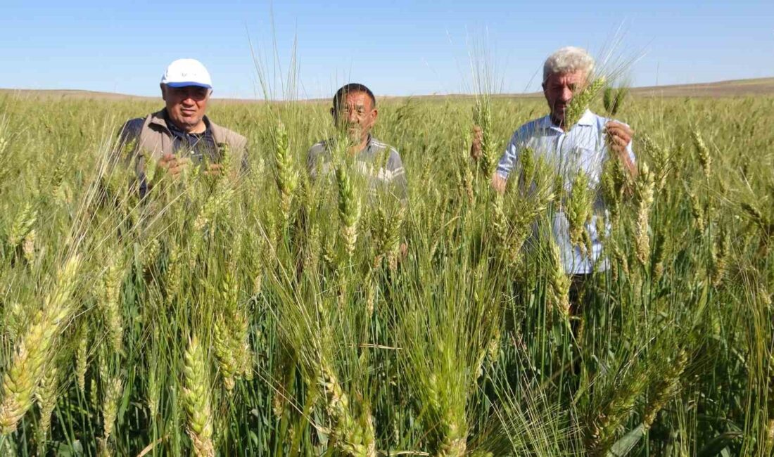 YOZGAT’TA ÇİFTÇİLİK YAPAN LATİF