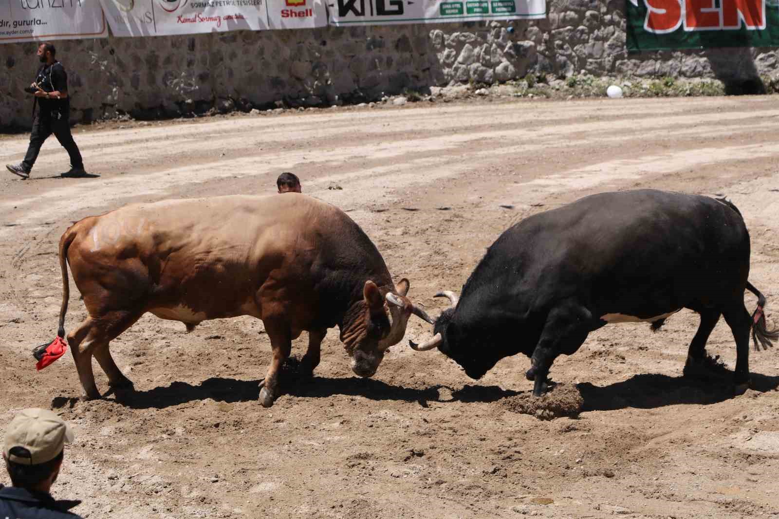 Ayder’de kıyasıya boğa güreşleri