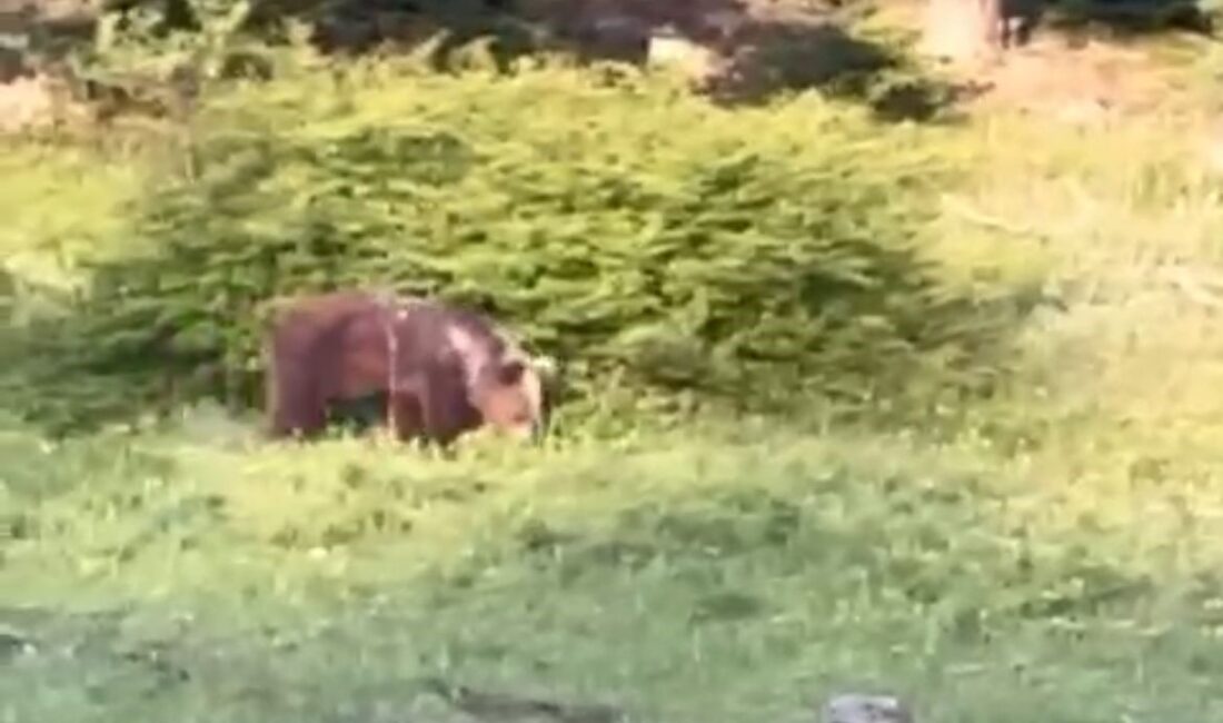 BOLU’DA ORMANDA AYIYLA KARŞILAŞAN