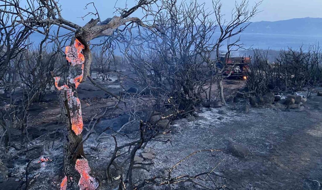 ÇANAKKALE'NİN AYVACIK İLÇESİNDEKİ ORMAN