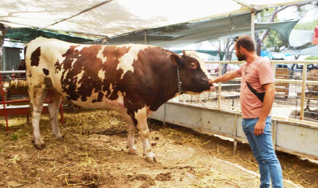 AYVALIK’TA YAKLAŞIK BİR BUÇUK