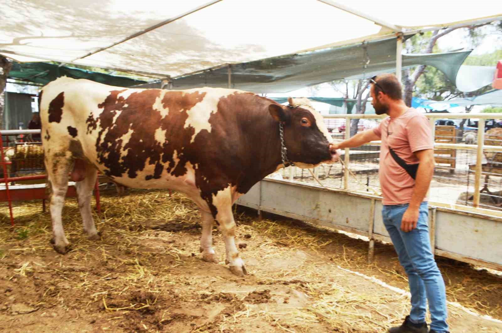 Ayvalık’ta yaklaşık 1 buçuk tonluk ’Paşa’ Kurban Pazarı’nın gözdesi oldu