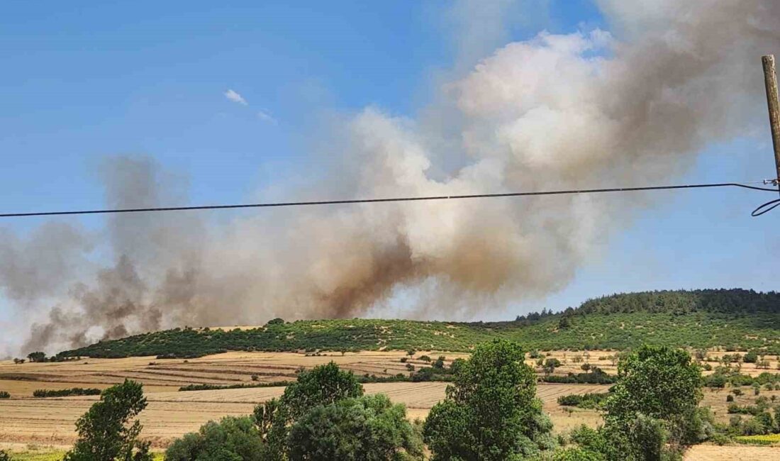 BALIKESİR'İN ALTIEYLÜL İLÇESİNDE MAKİLİK