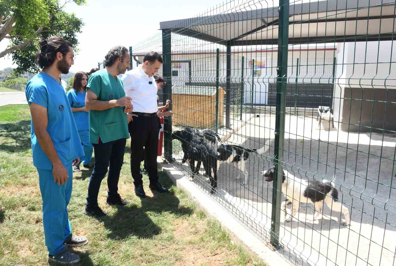 Başkan Özyiğit: “Sokak hayvanlarını sahiplendirmeye başladık”