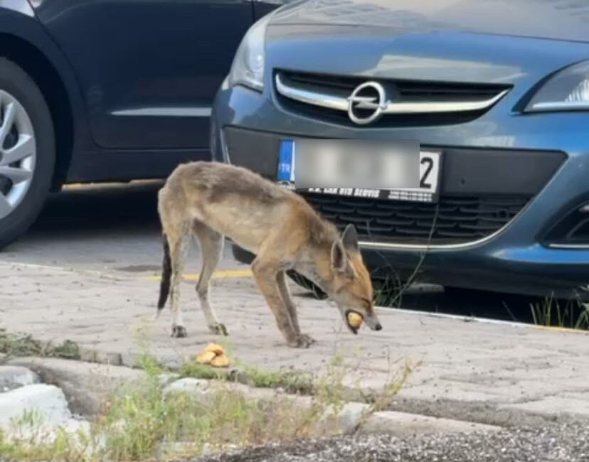 ANKARA'DA DOĞAL YAŞAM ALANINDA YİYECEK BULAMAYAN TİLKİ, ŞEHRE İNDİ. VATANDAŞLAR