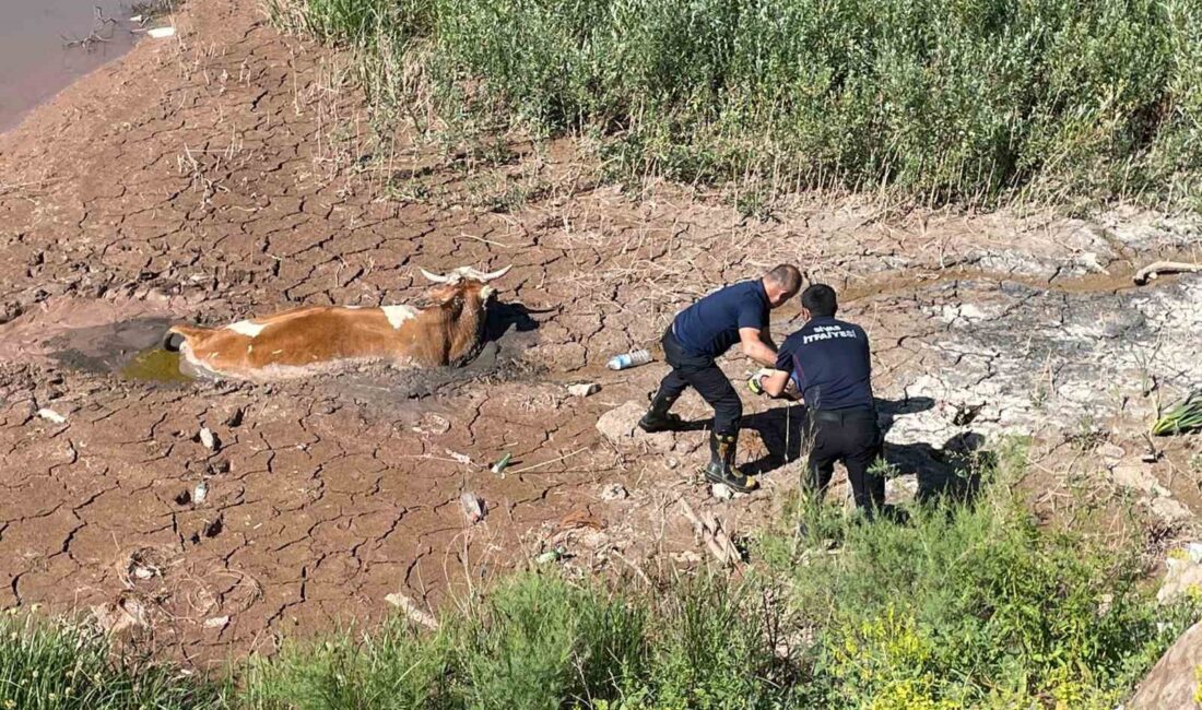 SİVAS’TA BATAKLIĞA SAPLANAN İNEĞİ