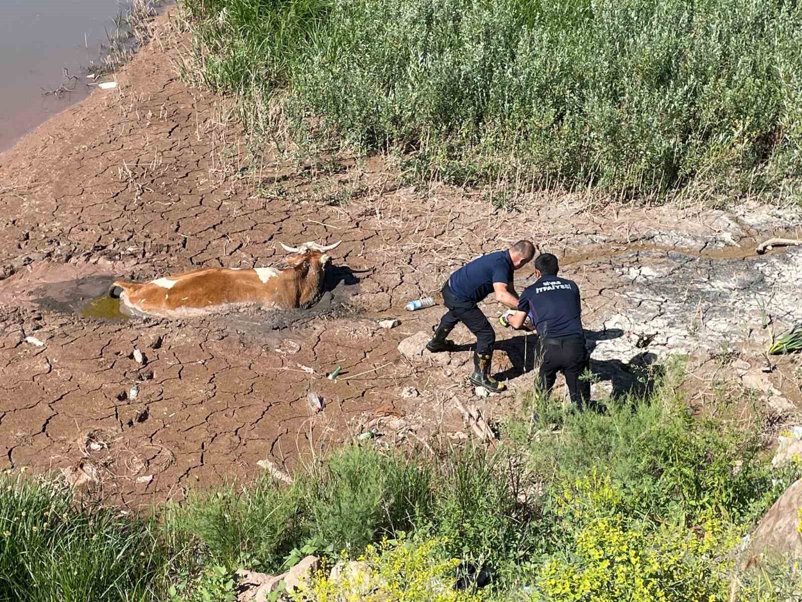 Bataklığa saplanan ineği itfaiye kurtardı