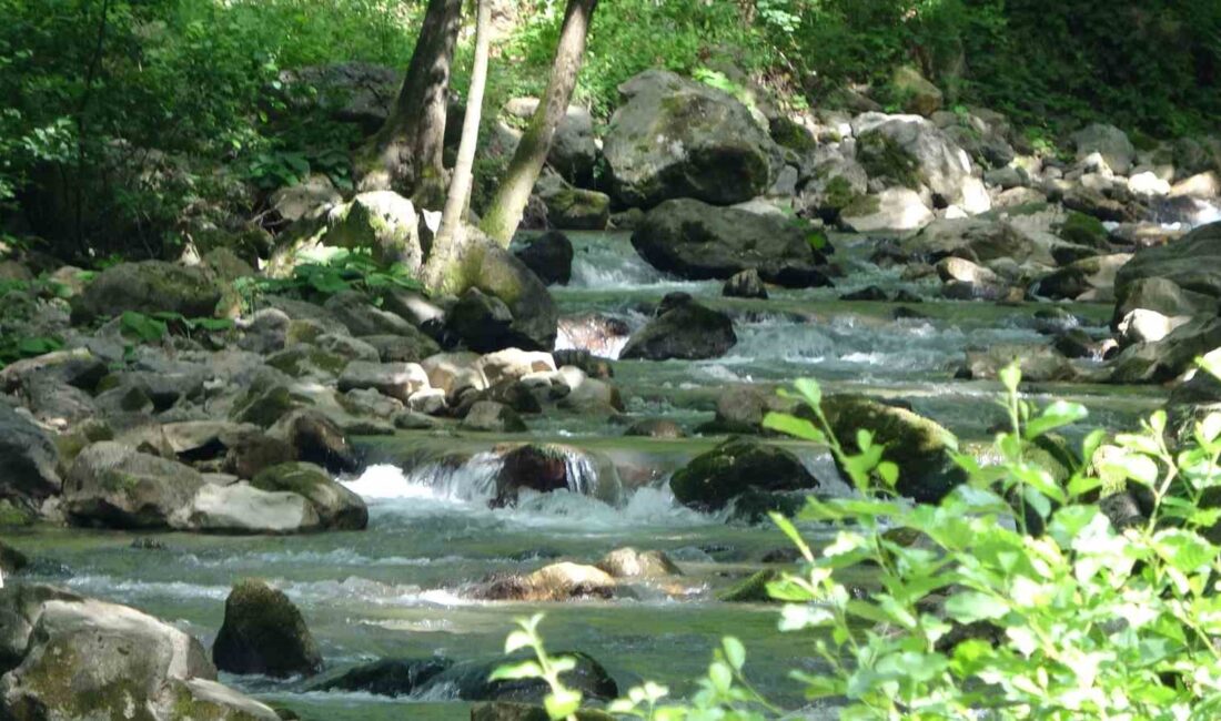 KOCAELİ'NİN BAŞİSKELE İLÇESİNDE BULUNAN