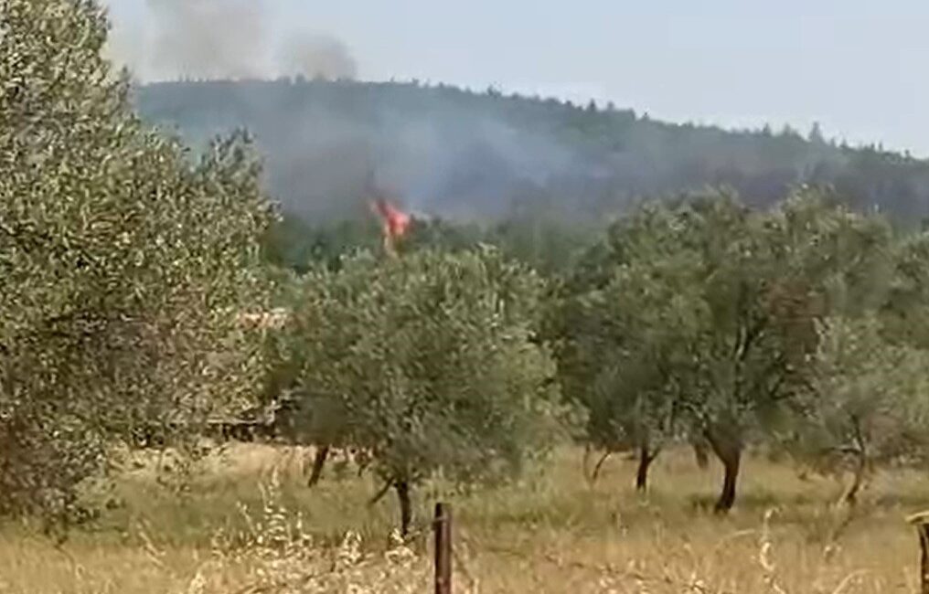 İZMİR'İN BERGAMA İLÇESİNDE ORMANLIK