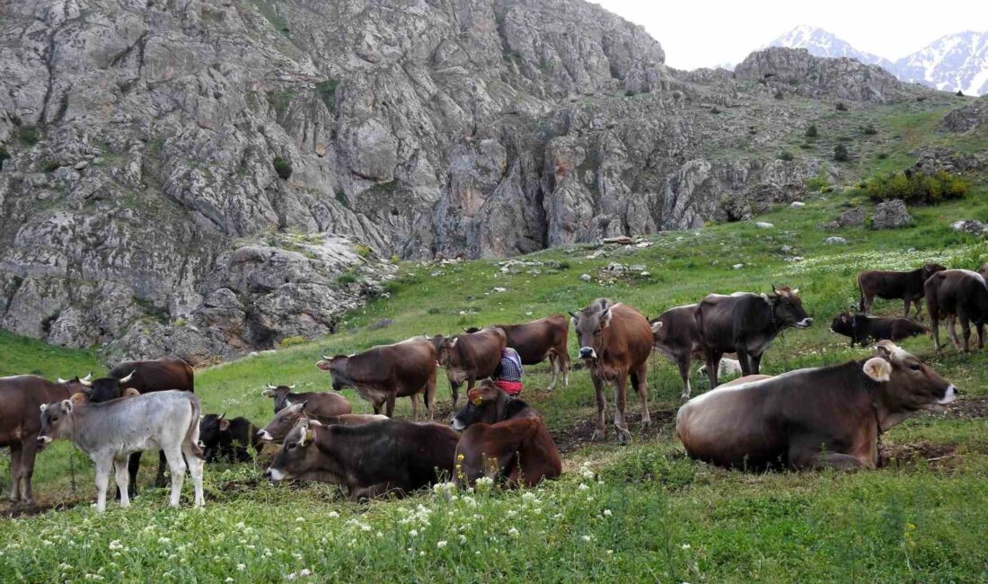 DAĞ KEÇİLERİYLE İNEK SÜRÜSÜ