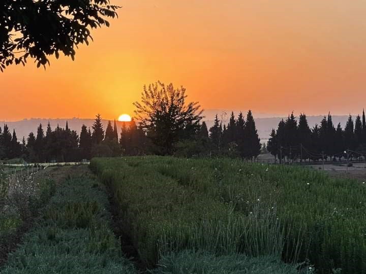 Denizli’de aşılı fidan üretimi devam ediyor