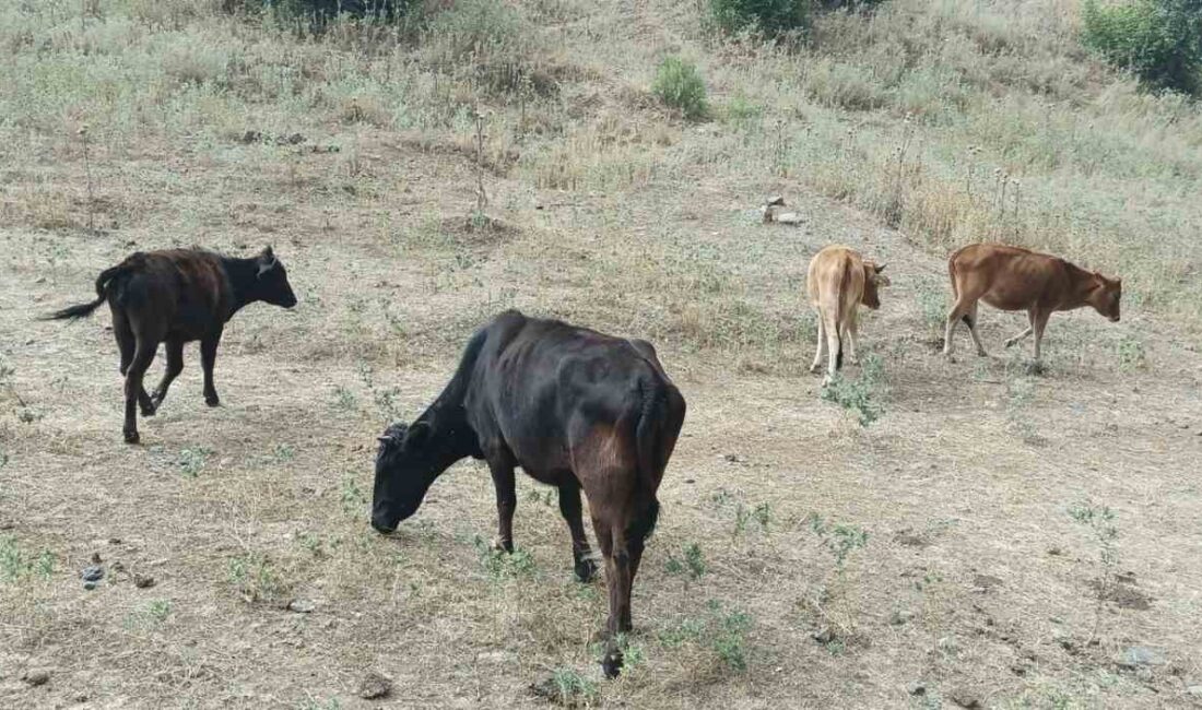 HAKKARİ'NİN DERECİK İLÇESİNDE 4