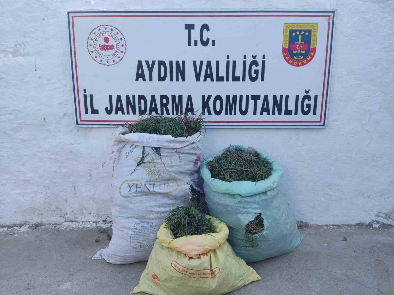 Didim’de 70 kilogram deniz börülcesi ele geçirildi