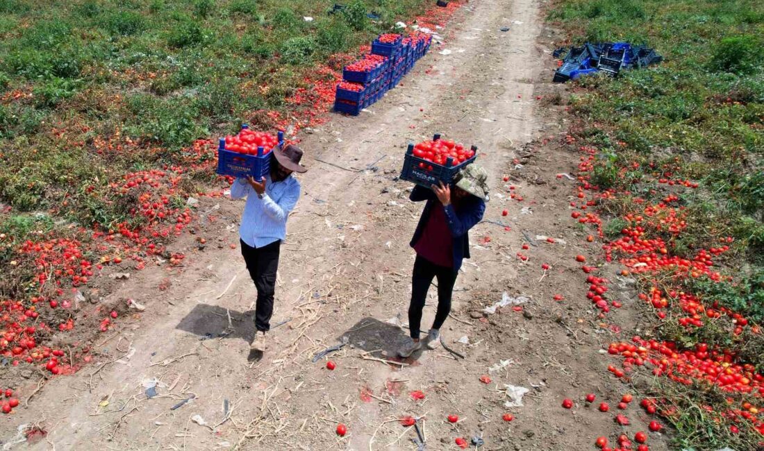 ADANA'DA TURFANDA DOMATESTE BU