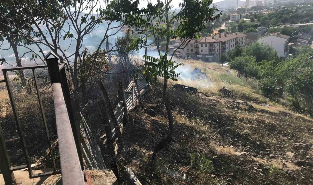 ELAZIĞ’DA AĞAÇLIK ALANDA ÇIKAN