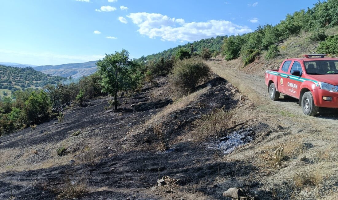 ELAZIĞ'IN BASKİL İLÇESİNDE AĞAÇLIK