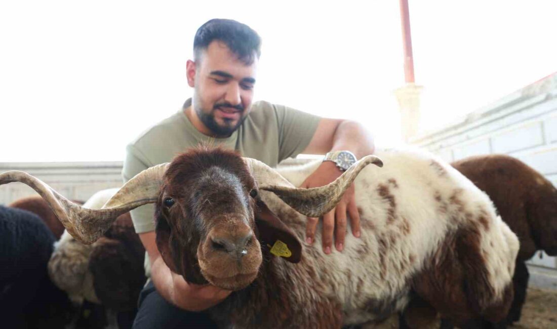 ELAZIĞ’DA KURBAN BAYRAMINA SAYILI