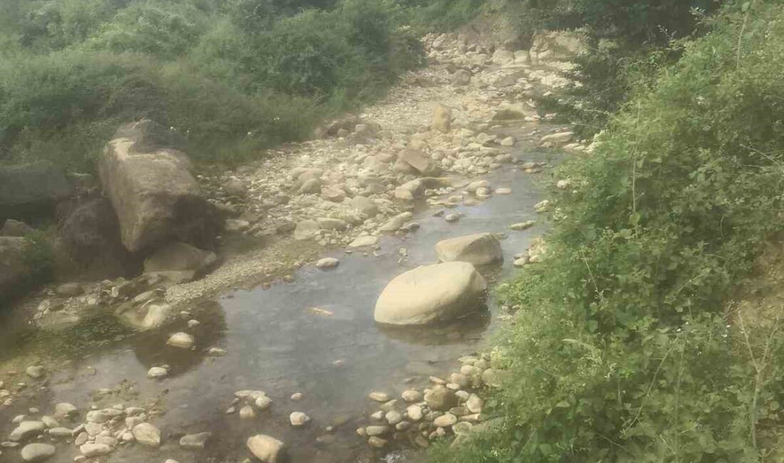 SAKARYA’NIN KOCAALİ İLÇESİNDE BALIK