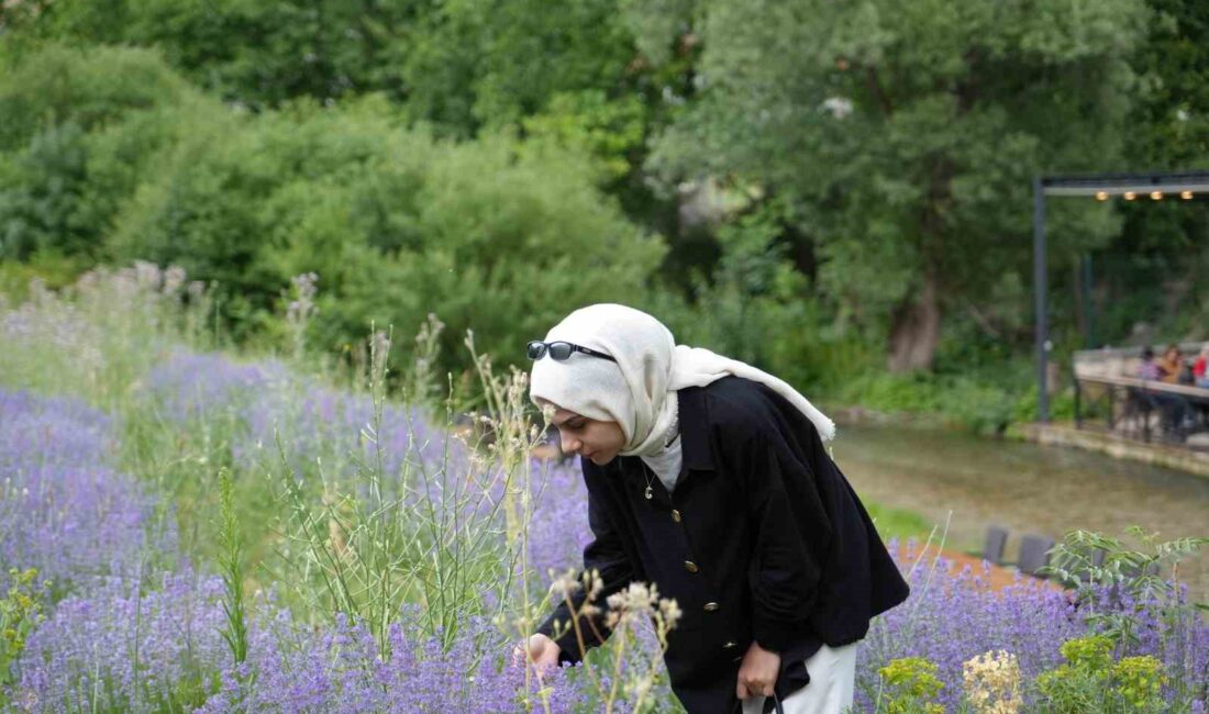 LAVANTA, HEM GÖRSEL ESTETİĞİ