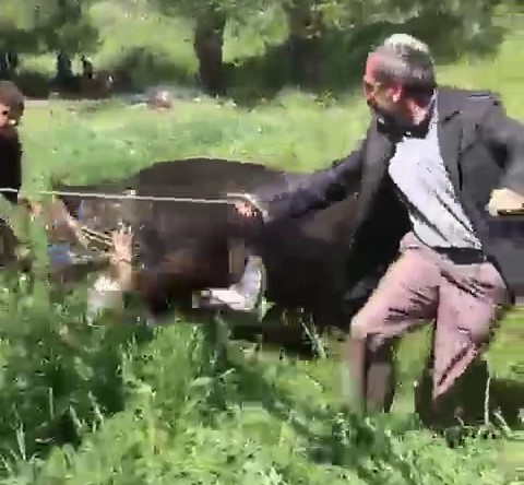 Erzurum’da kaçan kurbanlık iki kişiyi yaraladı