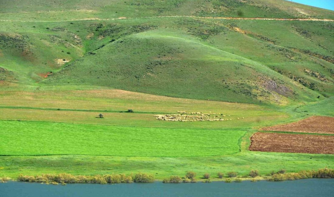 KUZEYDOĞU ANADOLU KALKINMA AJANSI(KUDAKA)