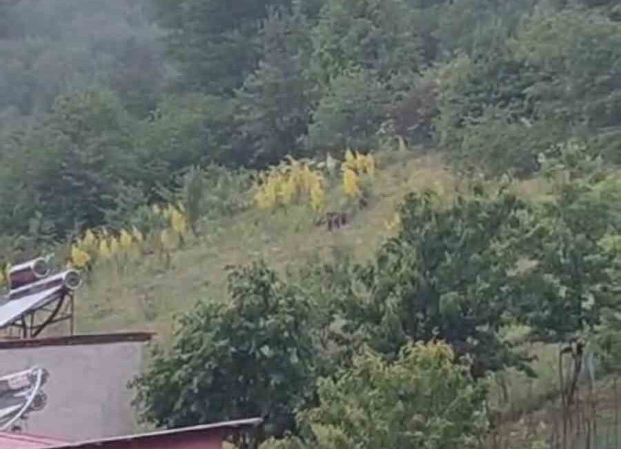 GÜMÜŞHANE’NİN TORUL İLÇESİNDE ANNE