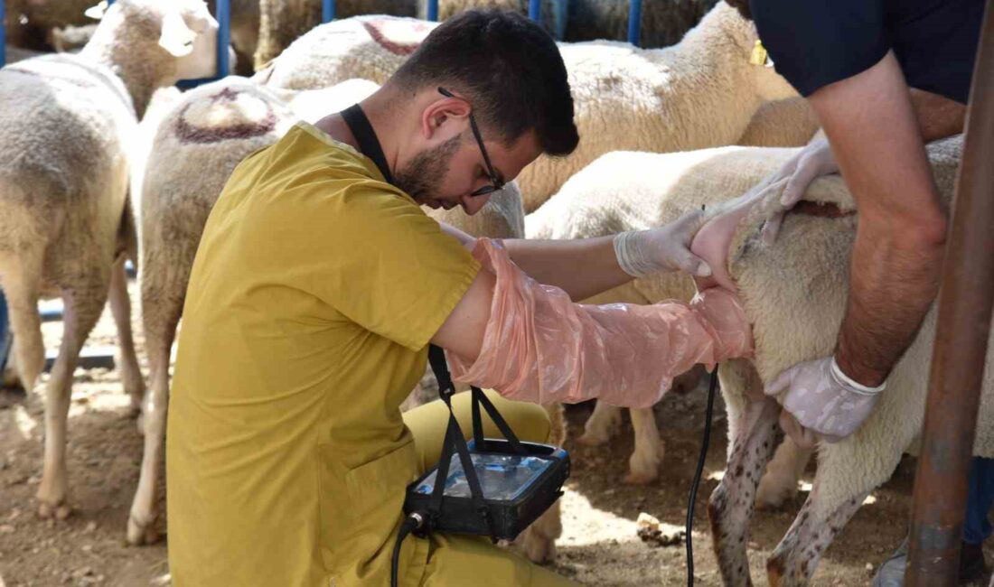 HAYVAN PAZARINDA SATIŞA ÇIKAN