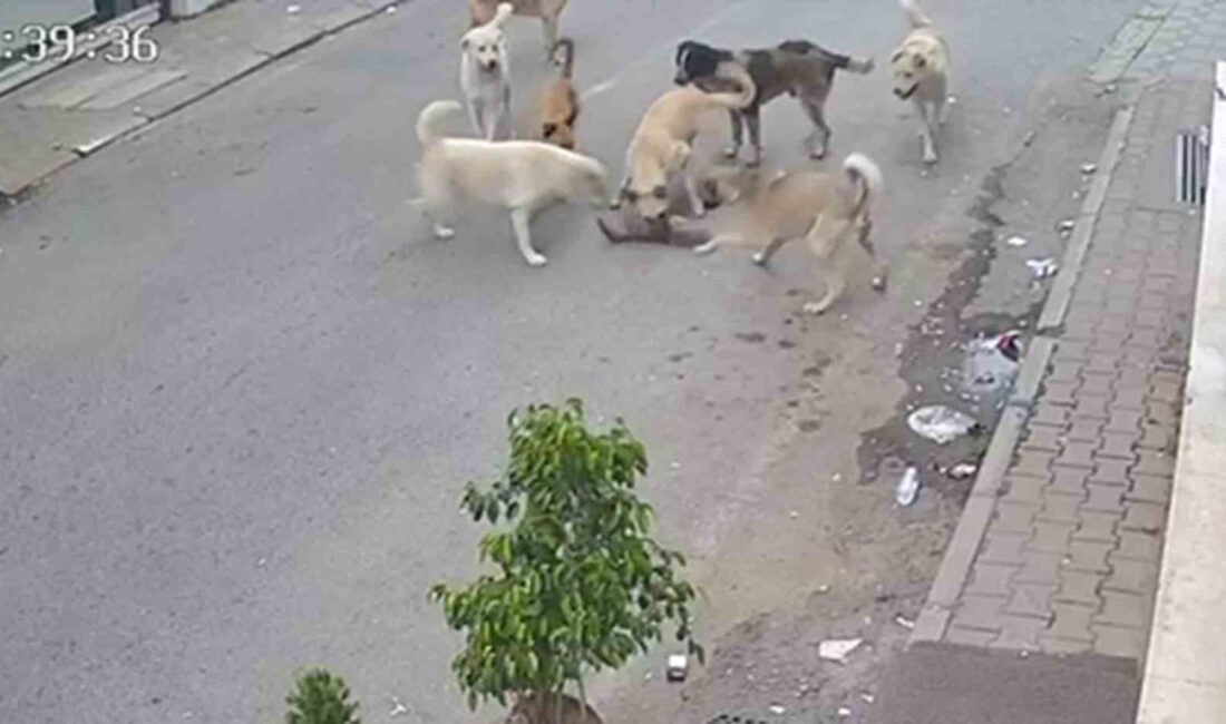 HATAY'DA 8 KÖPEĞİN SALDIRISIYLA