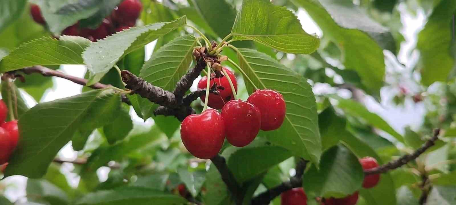 Karı ve soğuğuyla meşhur Erzurum’da kiraz hasadı