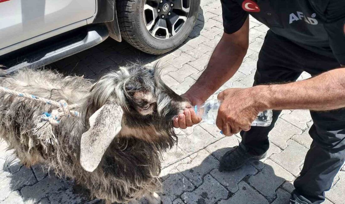 HAKKARİ’DE KAÇARAK KAYALIKLARDA MAHSUR