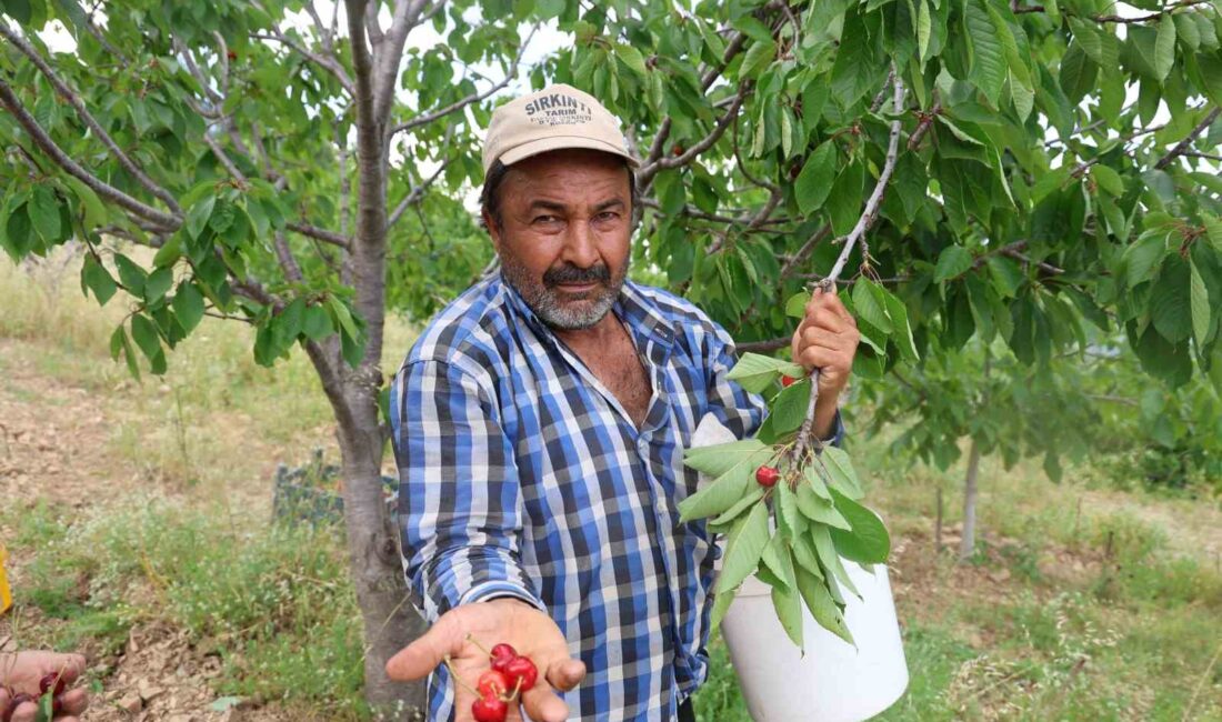 ADANA'NIN KOZAN İLÇESİNDE KİRAZ