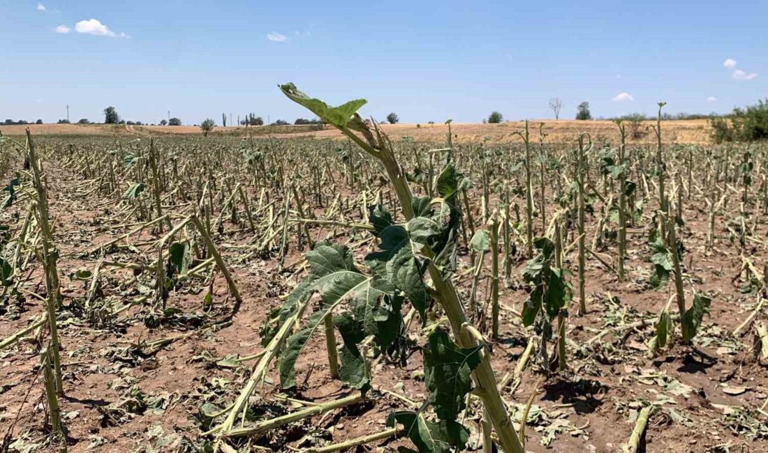 KIRKLARELİ'NDE GEÇTİĞİMİZ HAFTA YAŞANAN