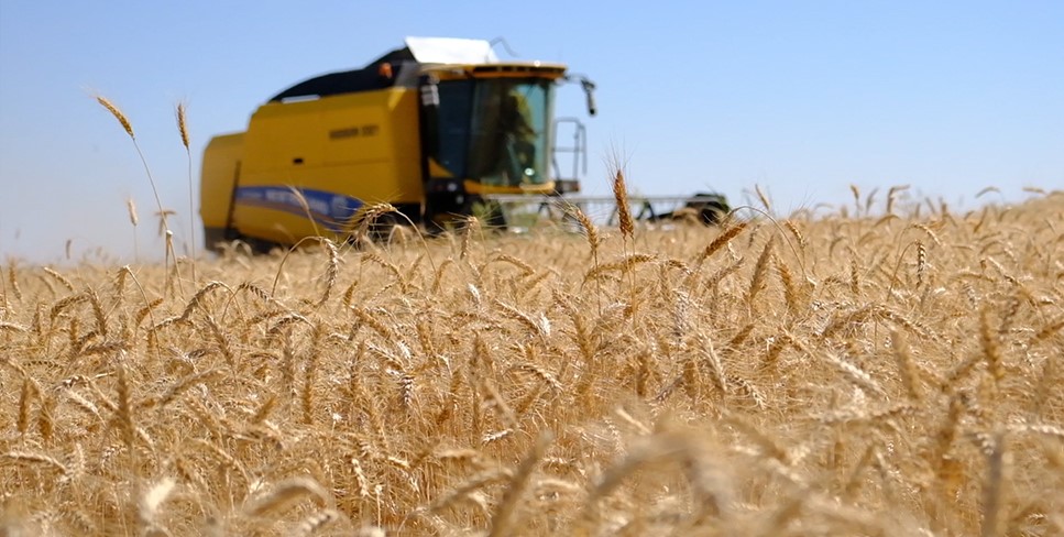 Kızıltepe Ovası’nda buğday hasadı verimli geçiyor