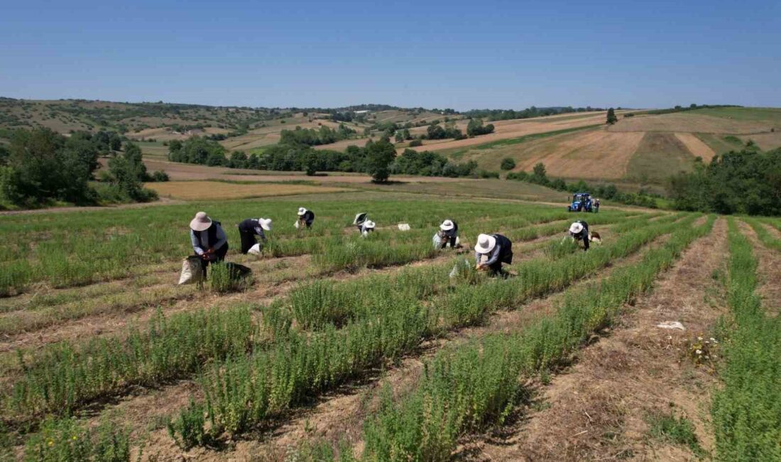 KOCAELİ'DE TABİP KAPSAMINDA 37