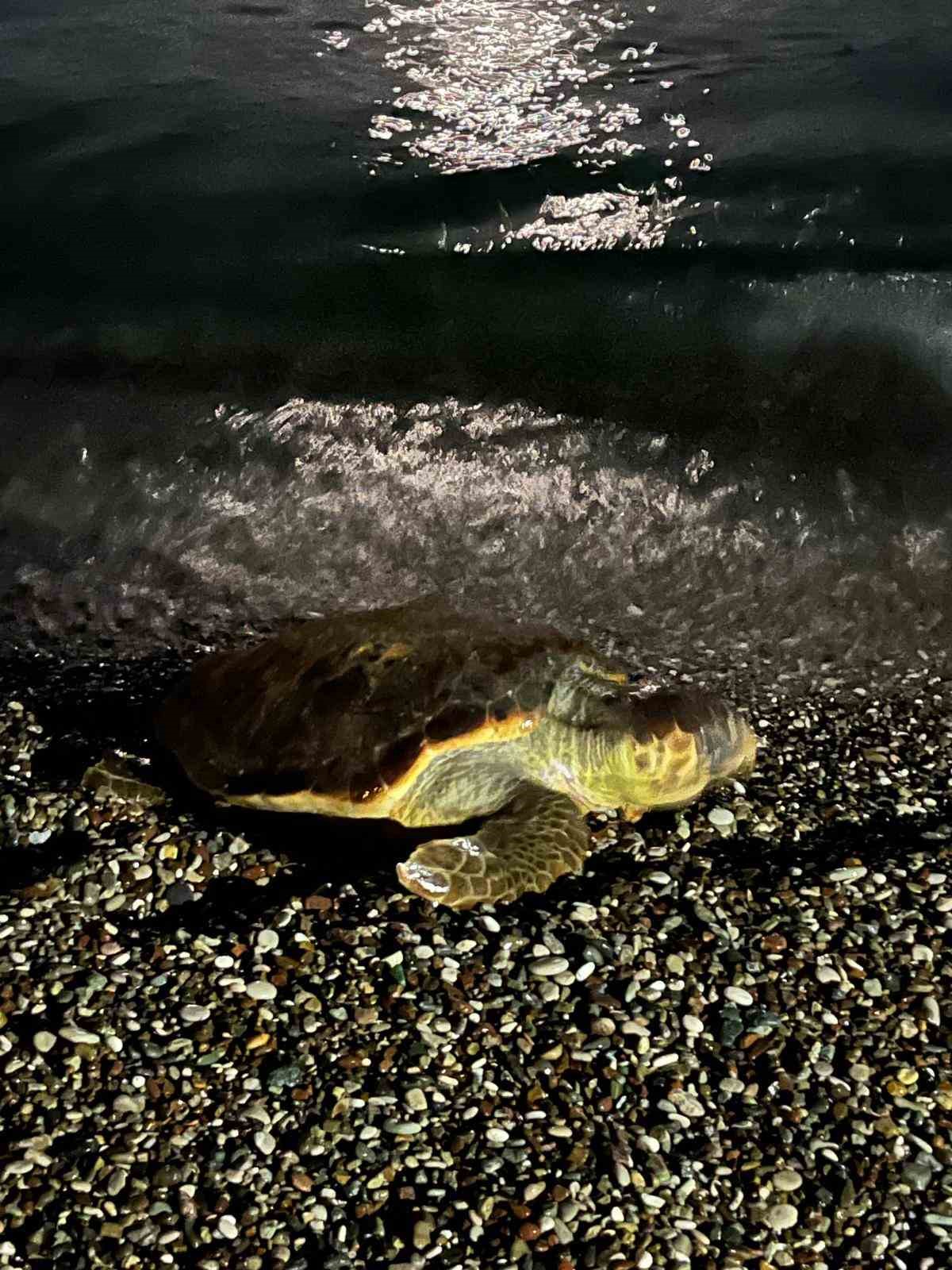 Konyaaltı sahilinde caretta caretta şaşkınlığı