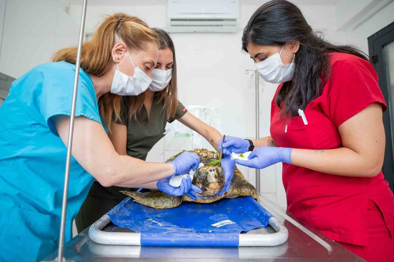 Körfez’deki yaralı caretta caretta kurtarıldı