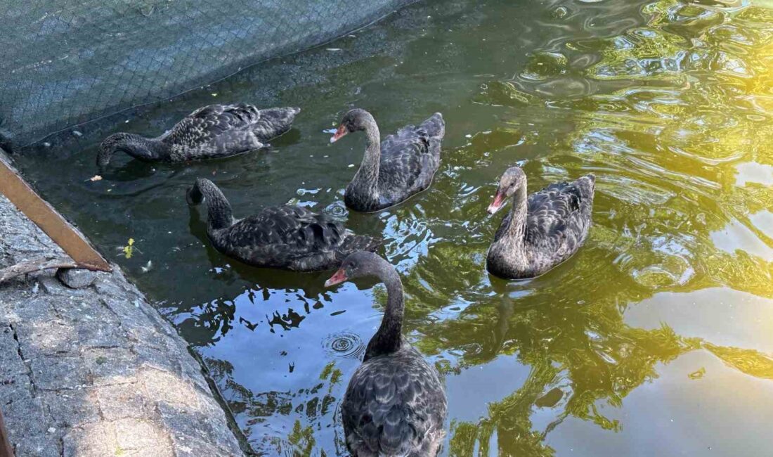 KUĞULU PARK, BAYRAM TATİLİNİ ANKARA’DA GEÇİREN BAŞKENTLİLERİN EN ÇOK TERCİH