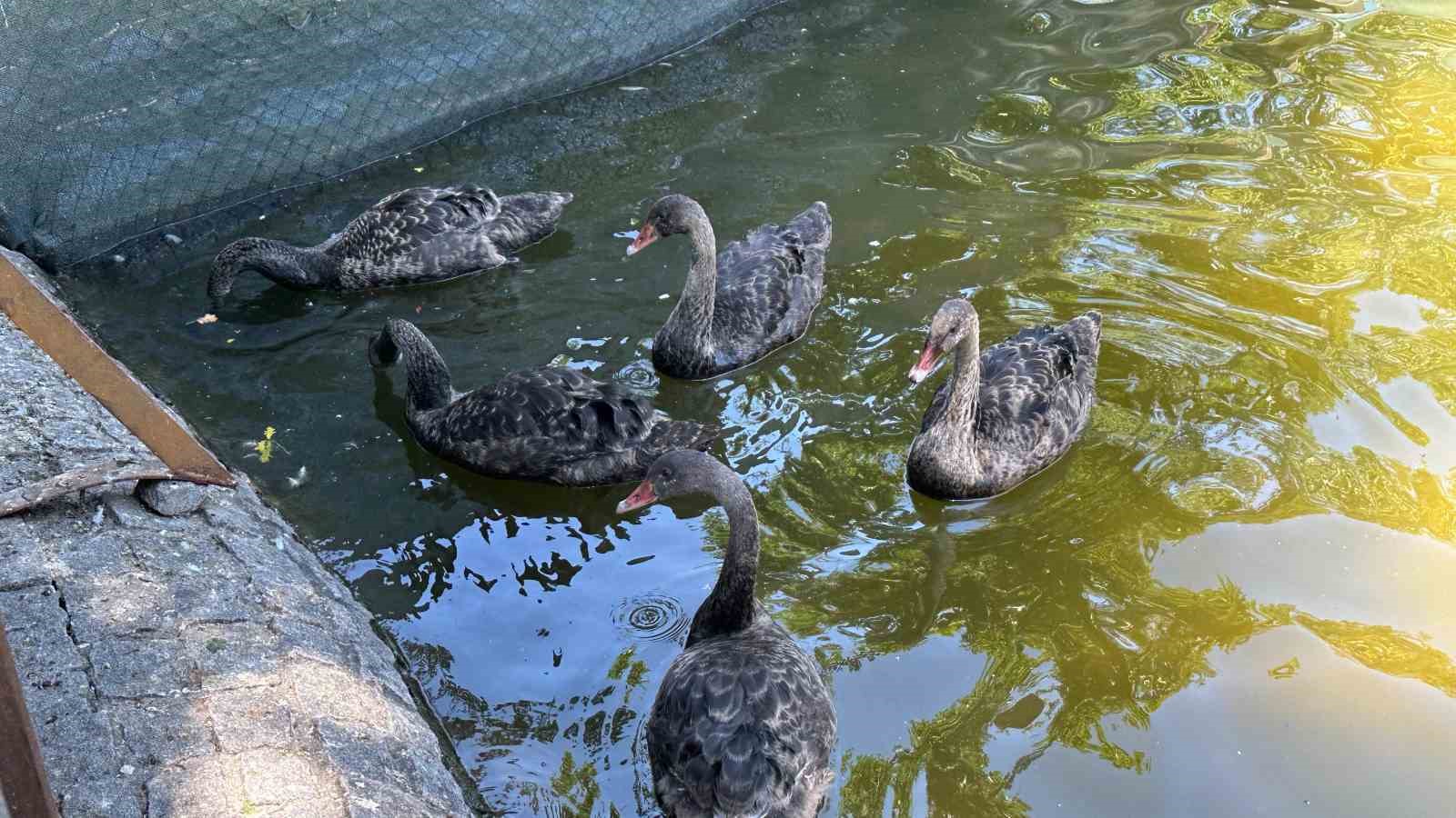 KUĞULU PARK, BAYRAM TATİLİNİ ANKARA’DA GEÇİREN BAŞKENTLİLERİN EN ÇOK TERCİH