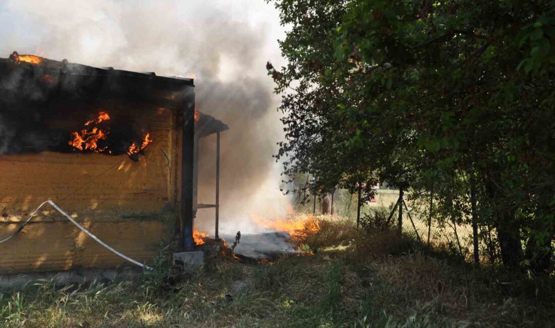 BOLU’DA TAVUK KÜMESİNDE ÇIKAN