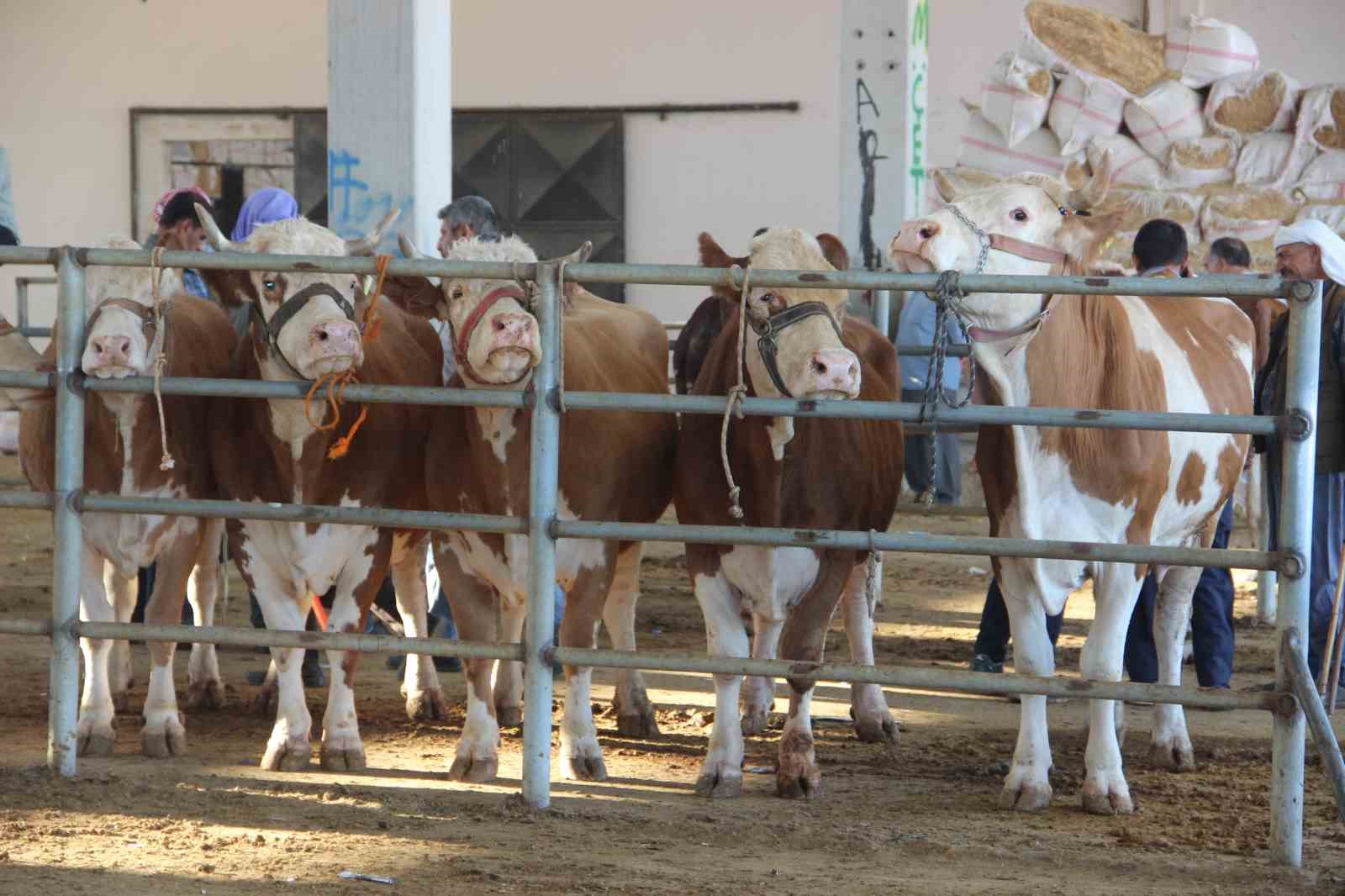 Kurban pazarlarında hareketlilik yaşanıyor