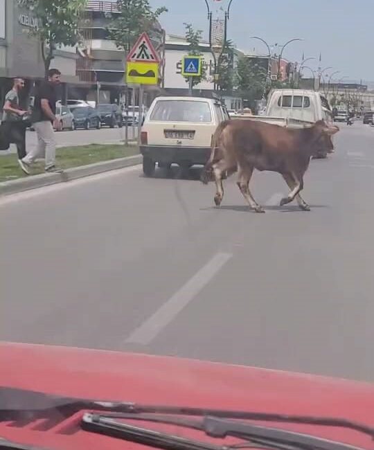 BURSA'NIN İNEGÖL İLÇESİNDE BÜYÜKBAŞ