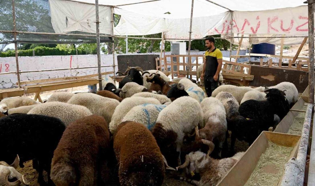 KUŞADASI BELEDİYESİ KURBAN BAYRAMI'NA